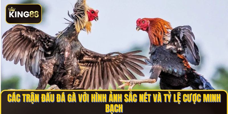 Đá Gà King88 - Nhà Cái Đá Gà Trực Tiếp & Đá Gà Thomo 3 Các trận đấu đá gà với hình ảnh sắc nét và tỷ lệ cược minh bạch